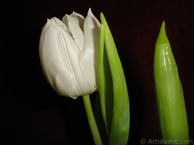 Beyaz renkli Trk-Osmanl Lalesi resmi. <i>(Ailesi: Liliaceae, Tr: Lilliopsida)</i> <br>ekim Tarihi: Nisan 2011, Yer: stanbul, Fotoraf: islamiSanat.net