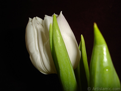 White color Turkish-Ottoman Tulip photo. <i>(Family: Liliaceae, Species: Lilliopsida)</i> <br>Photo Date: April 2011, Location: Turkey/Istanbul, By: Artislamic.com