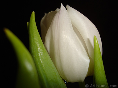 White color Turkish-Ottoman Tulip photo. <i>(Family: Liliaceae, Species: Lilliopsida)</i> <br>Photo Date: April 2011, Location: Turkey/Istanbul, By: Artislamic.com