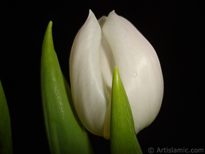 White color Turkish-Ottoman Tulip photo. <i>(Family: Liliaceae, Species: Lilliopsida)</i> <br>Photo Date: April 2011, Location: Turkey/Istanbul, By: Artislamic.com