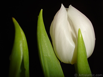 Beyaz renkli Trk-Osmanl Lalesi resmi. <i>(Ailesi: Liliaceae, Tr: Lilliopsida)</i> <br>ekim Tarihi: Nisan 2011, Yer: stanbul, Fotoraf: islamiSanat.net