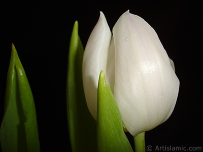 Beyaz renkli Trk-Osmanl Lalesi resmi. <i>(Ailesi: Liliaceae, Tr: Lilliopsida)</i> <br>ekim Tarihi: Nisan 2011, Yer: stanbul, Fotoraf: islamiSanat.net