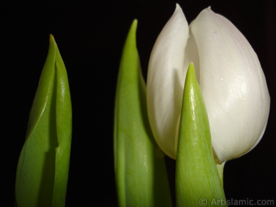 White color Turkish-Ottoman Tulip photo. <i>(Family: Liliaceae, Species: Lilliopsida)</i> <br>Photo Date: April 2011, Location: Turkey/Istanbul, By: Artislamic.com