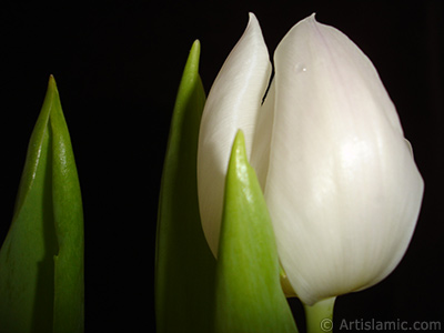 Beyaz renkli Trk-Osmanl Lalesi resmi. <i>(Ailesi: Liliaceae, Tr: Lilliopsida)</i> <br>ekim Tarihi: Nisan 2011, Yer: stanbul, Fotoraf: islamiSanat.net