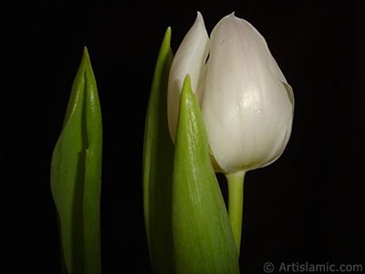 White color Turkish-Ottoman Tulip photo. <i>(Family: Liliaceae, Species: Lilliopsida)</i> <br>Photo Date: April 2011, Location: Turkey/Istanbul, By: Artislamic.com