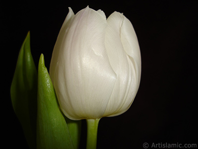 White color Turkish-Ottoman Tulip photo. <i>(Family: Liliaceae, Species: Lilliopsida)</i> <br>Photo Date: April 2011, Location: Turkey/Istanbul, By: Artislamic.com