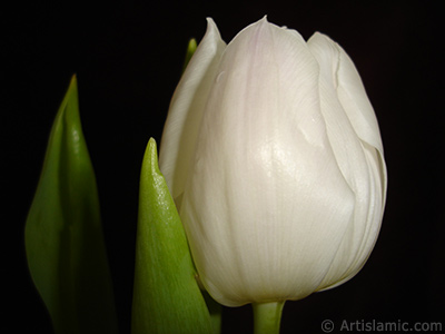 White color Turkish-Ottoman Tulip photo. <i>(Family: Liliaceae, Species: Lilliopsida)</i> <br>Photo Date: April 2011, Location: Turkey/Istanbul, By: Artislamic.com