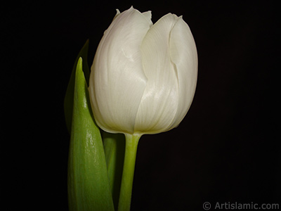 White color Turkish-Ottoman Tulip photo. <i>(Family: Liliaceae, Species: Lilliopsida)</i> <br>Photo Date: April 2011, Location: Turkey/Istanbul, By: Artislamic.com