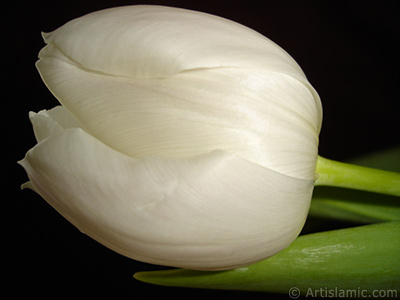 White color Turkish-Ottoman Tulip photo. <i>(Family: Liliaceae, Species: Lilliopsida)</i> <br>Photo Date: April 2011, Location: Turkey/Istanbul, By: Artislamic.com