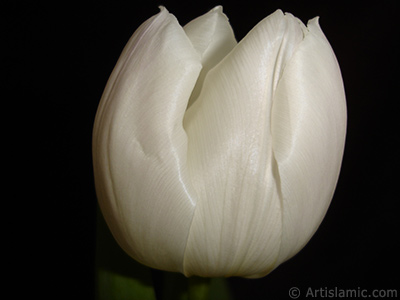 White color Turkish-Ottoman Tulip photo. <i>(Family: Liliaceae, Species: Lilliopsida)</i> <br>Photo Date: April 2011, Location: Turkey/Istanbul, By: Artislamic.com