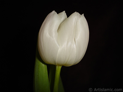 Beyaz renkli Trk-Osmanl Lalesi resmi. <i>(Ailesi: Liliaceae, Tr: Lilliopsida)</i> <br>ekim Tarihi: Nisan 2011, Yer: stanbul, Fotoraf: islamiSanat.net