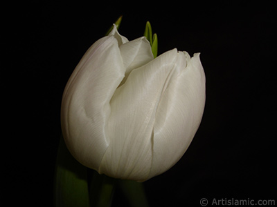 White color Turkish-Ottoman Tulip photo. <i>(Family: Liliaceae, Species: Lilliopsida)</i> <br>Photo Date: April 2011, Location: Turkey/Istanbul, By: Artislamic.com