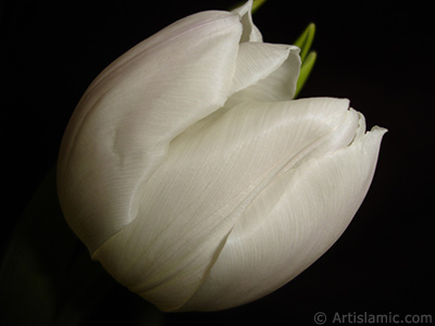 White color Turkish-Ottoman Tulip photo. <i>(Family: Liliaceae, Species: Lilliopsida)</i> <br>Photo Date: April 2011, Location: Turkey/Istanbul, By: Artislamic.com