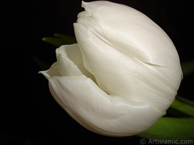 White color Turkish-Ottoman Tulip photo. <i>(Family: Liliaceae, Species: Lilliopsida)</i> <br>Photo Date: April 2011, Location: Turkey/Istanbul, By: Artislamic.com