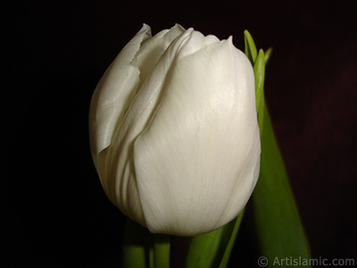 White color Turkish-Ottoman Tulip photo. <i>(Family: Liliaceae, Species: Lilliopsida)</i> <br>Photo Date: April 2011, Location: Turkey/Istanbul, By: Artislamic.com