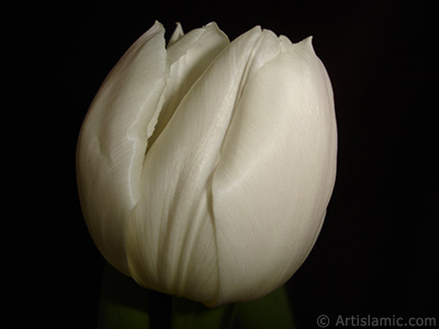 White color Turkish-Ottoman Tulip photo. <i>(Family: Liliaceae, Species: Lilliopsida)</i> <br>Photo Date: April 2011, Location: Turkey/Istanbul, By: Artislamic.com