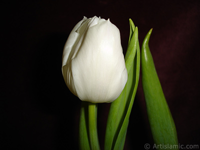 White color Turkish-Ottoman Tulip photo. <i>(Family: Liliaceae, Species: Lilliopsida)</i> <br>Photo Date: April 2011, Location: Turkey/Istanbul, By: Artislamic.com