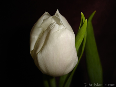 White color Turkish-Ottoman Tulip photo. <i>(Family: Liliaceae, Species: Lilliopsida)</i> <br>Photo Date: April 2011, Location: Turkey/Istanbul, By: Artislamic.com