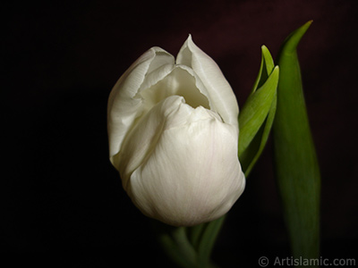 White color Turkish-Ottoman Tulip photo. <i>(Family: Liliaceae, Species: Lilliopsida)</i> <br>Photo Date: April 2011, Location: Turkey/Istanbul, By: Artislamic.com