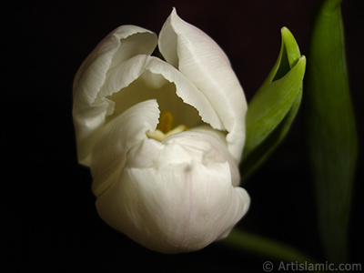 White color Turkish-Ottoman Tulip photo. <i>(Family: Liliaceae, Species: Lilliopsida)</i> <br>Photo Date: April 2011, Location: Turkey/Istanbul, By: Artislamic.com