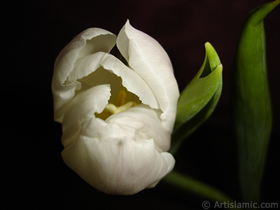 White color Turkish-Ottoman Tulip photo. <i>(Family: Liliaceae, Species: Lilliopsida)</i> <br>Photo Date: April 2011, Location: Turkey/Istanbul, By: Artislamic.com