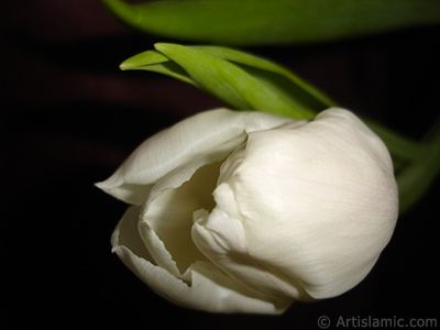 White color Turkish-Ottoman Tulip photo. <i>(Family: Liliaceae, Species: Lilliopsida)</i> <br>Photo Date: April 2011, Location: Turkey/Istanbul, By: Artislamic.com