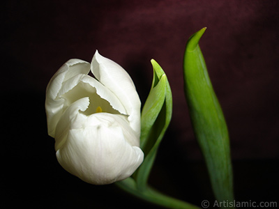 White color Turkish-Ottoman Tulip photo. <i>(Family: Liliaceae, Species: Lilliopsida)</i> <br>Photo Date: April 2011, Location: Turkey/Istanbul, By: Artislamic.com