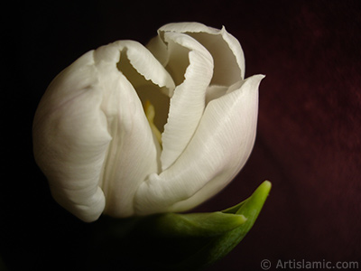 White color Turkish-Ottoman Tulip photo. <i>(Family: Liliaceae, Species: Lilliopsida)</i> <br>Photo Date: April 2011, Location: Turkey/Istanbul, By: Artislamic.com