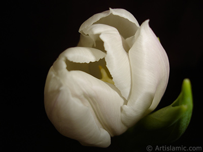 White color Turkish-Ottoman Tulip photo. <i>(Family: Liliaceae, Species: Lilliopsida)</i> <br>Photo Date: April 2011, Location: Turkey/Istanbul, By: Artislamic.com