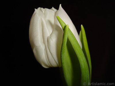 White color Turkish-Ottoman Tulip photo. <i>(Family: Liliaceae, Species: Lilliopsida)</i> <br>Photo Date: April 2011, Location: Turkey/Istanbul, By: Artislamic.com