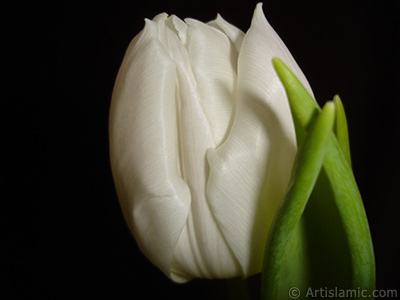 White color Turkish-Ottoman Tulip photo. <i>(Family: Liliaceae, Species: Lilliopsida)</i> <br>Photo Date: April 2011, Location: Turkey/Istanbul, By: Artislamic.com