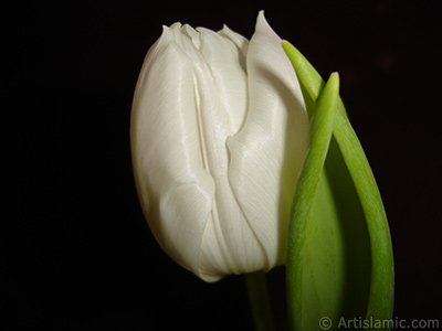 White color Turkish-Ottoman Tulip photo. <i>(Family: Liliaceae, Species: Lilliopsida)</i> <br>Photo Date: April 2011, Location: Turkey/Istanbul, By: Artislamic.com