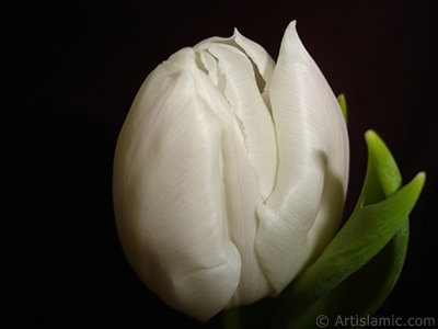 White color Turkish-Ottoman Tulip photo. <i>(Family: Liliaceae, Species: Lilliopsida)</i> <br>Photo Date: April 2011, Location: Turkey/Istanbul, By: Artislamic.com