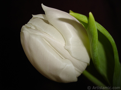 White color Turkish-Ottoman Tulip photo. <i>(Family: Liliaceae, Species: Lilliopsida)</i> <br>Photo Date: April 2011, Location: Turkey/Istanbul, By: Artislamic.com