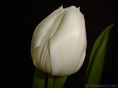 White color Turkish-Ottoman Tulip photo. <i>(Family: Liliaceae, Species: Lilliopsida)</i> <br>Photo Date: April 2011, Location: Turkey/Istanbul, By: Artislamic.com