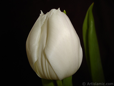 White color Turkish-Ottoman Tulip photo. <i>(Family: Liliaceae, Species: Lilliopsida)</i> <br>Photo Date: April 2011, Location: Turkey/Istanbul, By: Artislamic.com