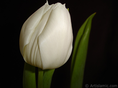 White color Turkish-Ottoman Tulip photo. <i>(Family: Liliaceae, Species: Lilliopsida)</i> <br>Photo Date: April 2011, Location: Turkey/Istanbul, By: Artislamic.com