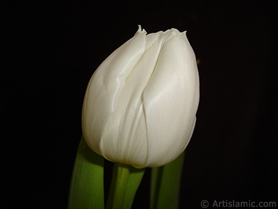 White color Turkish-Ottoman Tulip photo. <i>(Family: Liliaceae, Species: Lilliopsida)</i> <br>Photo Date: April 2011, Location: Turkey/Istanbul, By: Artislamic.com