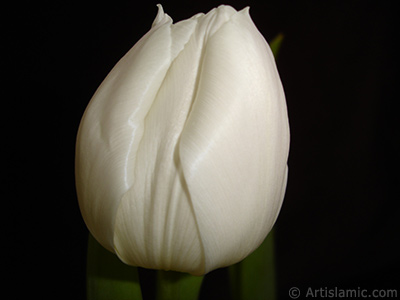 White color Turkish-Ottoman Tulip photo. <i>(Family: Liliaceae, Species: Lilliopsida)</i> <br>Photo Date: April 2011, Location: Turkey/Istanbul, By: Artislamic.com