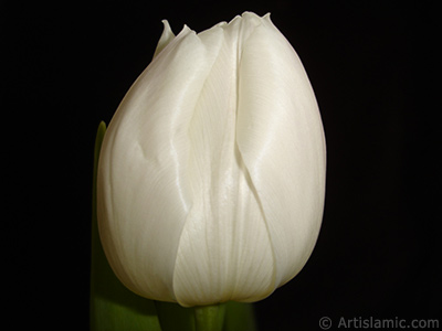 White color Turkish-Ottoman Tulip photo. <i>(Family: Liliaceae, Species: Lilliopsida)</i> <br>Photo Date: April 2011, Location: Turkey/Istanbul, By: Artislamic.com