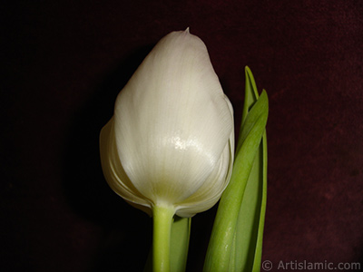 White color Turkish-Ottoman Tulip photo. <i>(Family: Liliaceae, Species: Lilliopsida)</i> <br>Photo Date: April 2011, Location: Turkey/Istanbul, By: Artislamic.com