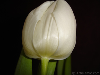 White color Turkish-Ottoman Tulip photo. <i>(Family: Liliaceae, Species: Lilliopsida)</i> <br>Photo Date: April 2011, Location: Turkey/Istanbul, By: Artislamic.com