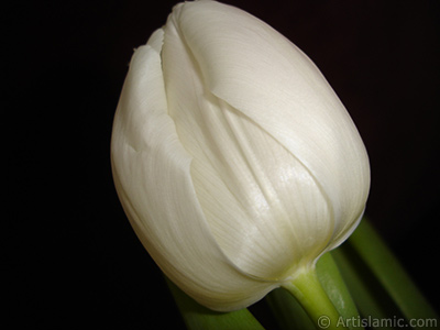 White color Turkish-Ottoman Tulip photo. <i>(Family: Liliaceae, Species: Lilliopsida)</i> <br>Photo Date: April 2011, Location: Turkey/Istanbul, By: Artislamic.com