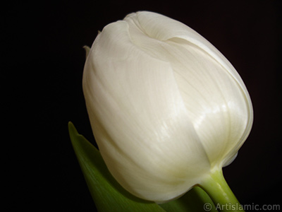 White color Turkish-Ottoman Tulip photo. <i>(Family: Liliaceae, Species: Lilliopsida)</i> <br>Photo Date: April 2011, Location: Turkey/Istanbul, By: Artislamic.com