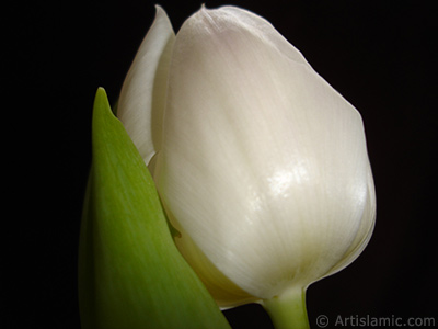 White color Turkish-Ottoman Tulip photo. <i>(Family: Liliaceae, Species: Lilliopsida)</i> <br>Photo Date: April 2011, Location: Turkey/Istanbul, By: Artislamic.com