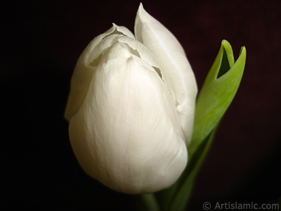 White color Turkish-Ottoman Tulip photo. <i>(Family: Liliaceae, Species: Lilliopsida)</i> <br>Photo Date: April 2011, Location: Turkey/Istanbul, By: Artislamic.com