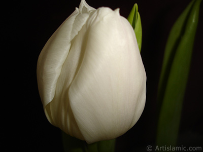 White color Turkish-Ottoman Tulip photo. <i>(Family: Liliaceae, Species: Lilliopsida)</i> <br>Photo Date: April 2011, Location: Turkey/Istanbul, By: Artislamic.com