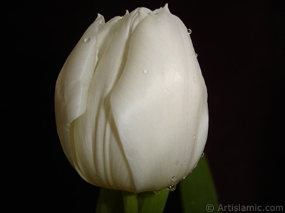 White color Turkish-Ottoman Tulip photo. <i>(Family: Liliaceae, Species: Lilliopsida)</i> <br>Photo Date: April 2011, Location: Turkey/Istanbul, By: Artislamic.com