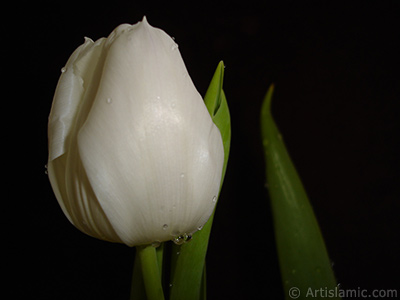 White color Turkish-Ottoman Tulip photo. <i>(Family: Liliaceae, Species: Lilliopsida)</i> <br>Photo Date: April 2011, Location: Turkey/Istanbul, By: Artislamic.com