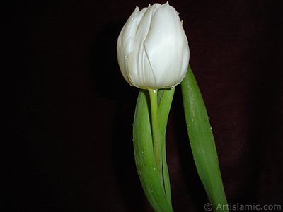 White color Turkish-Ottoman Tulip photo. <i>(Family: Liliaceae, Species: Lilliopsida)</i> <br>Photo Date: April 2011, Location: Turkey/Istanbul, By: Artislamic.com